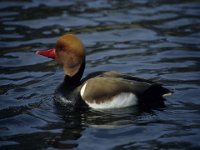 0008 (Kolbenente (M)